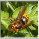 Dolichovespula media - Mittlere Wespe 01c Koenigin.jpg